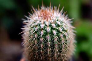 A close up of a cactus plant with sharp spines photo