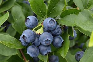 Blueberries are growing on a tree with leaves photo