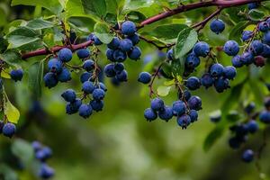 Blueberries on a tree branch photo