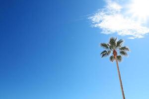 A palm tree stands in front of a blue sky photo