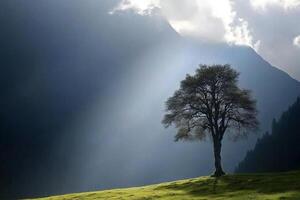 A lone tree stands in front of a mountain range photo