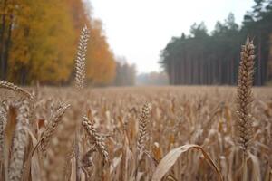 A field of wheat is in the middle of a forest photo