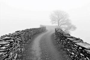 A black and white photo of a stone wall and a tree