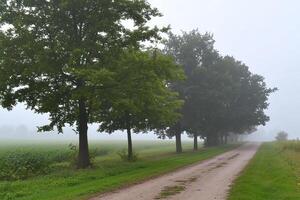A dirt road is lined with trees and grass photo