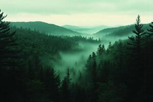 A foggy forest with trees and mountains photo