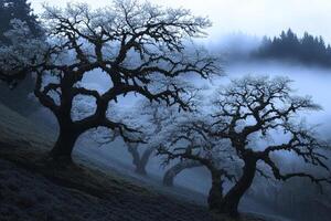 Trees in foggy forest with foggy trees photo