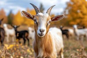 Goat in autumn field with other goats photo