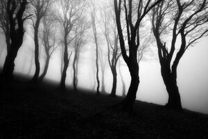 Black and white photograph of trees in fog photo