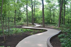 A curved path in a forest photo