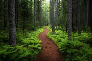 A path through a forest with tall trees photo