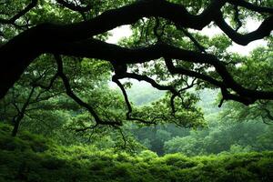 A tree in the middle of a forest photo