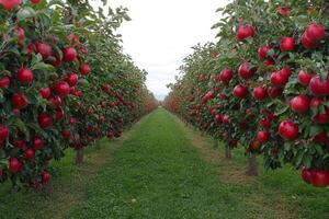 A row of trees with red apples on them photo