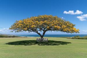 A bench under a tree in a field with the ocean in the background photo