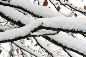 A close up of a tree branch covered in snow photo