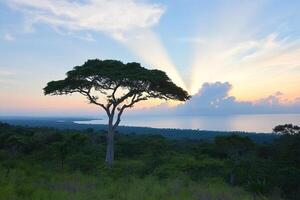 A lone tree stands on a hill overlooking the ocean photo