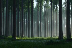 A forest with tall trees and grass photo