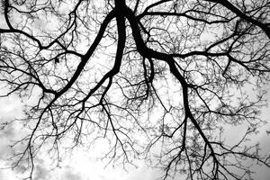 Black and white photograph of tree branches against a cloudy sky photo