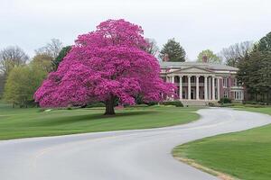 A large pink tree photo