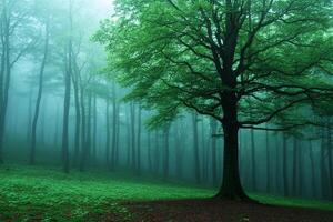 A tree stands alone in a foggy forest photo