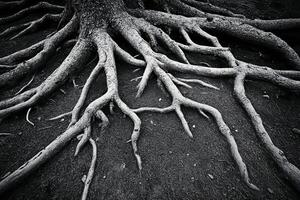 Black and white photograph of tree roots photo