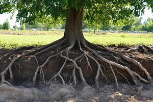 A tree with its roots showing in the dirt photo
