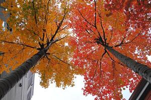 A view of a tree with leaves changing colors photo