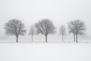 Four trees in a snow covered field photo