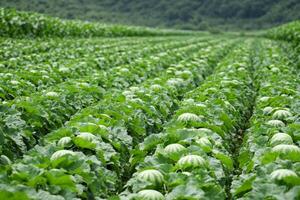 A field of green vegetables growing in the middle of a field photo