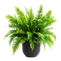Full View of a Potted Fern on Transparent Background for Design Projects and Nature Themes png
