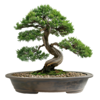 Full View of Potted Bonsai Tree on Transparent Background for Nature and Zen Design Elements png
