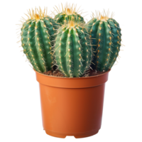 Full View of Potted Cactus on Transparent Background Showcasing Greenery and Spiky Texture in Isolated Format for Design Use png