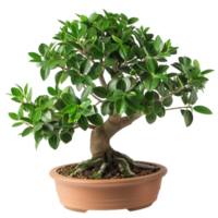 Full View of Small Potted Bonsai Tree on Transparent Background for Nature and Gardening Design Concepts png