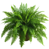 Full View of Lush Green Potted Fern on Transparent Background Isolated for Versatile Use in Design and Nature Themes png