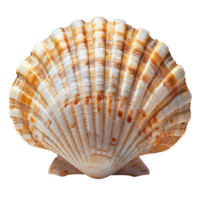 Full View of Seashell Isolated on Transparent Background Showcasing Intricate Patterns and Texture for Marine-Themed Design or Beach Holiday Decoration png