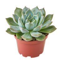 Full View of a Potted Succulent Plant on Transparent Background for Creative Design and Nature Projects png