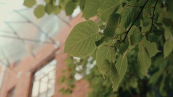 Green leaves are beautifully juxtaposed against a vintage building, creating a stunning backdrop video