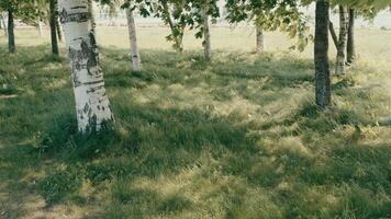 A serene birch tree meadow in beautiful light, ideal for relaxation and exploration video