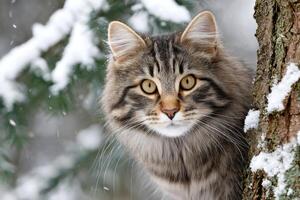 Curious cat hiding behind tree in snowy forest photo