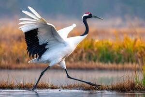 Red crowned crane running with open wings in marshland photo