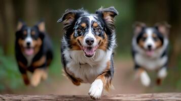 Three australian shepherd dogs running and jumping in the woods photo