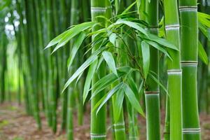 Green bamboo stalks growing in dense forest creating relaxing atmosphere. .. photo