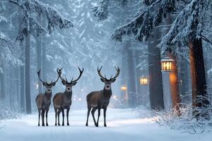 Red deer stags standing on snowy path in illuminated winter forest photo