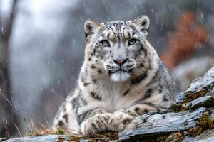 Snow leopard resting on rocks during snowfall photo