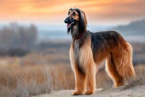 Afghan hound standing in a field at sunset, enjoying the golden light photo