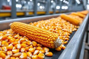 Corn kernels and cob moving on conveyor belt in factory photo