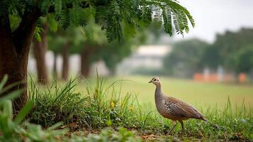 A bird standing in a field with trees in the background photo