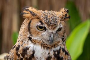 Closeup's face of EURASIAN EAGLE OWL and focus on the right eye. photo