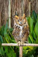 Eurasian Eagle Owl is standing on a log and left eye is closed. photo