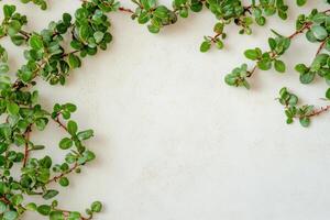 Green leafy branches arranged on a light surface photo