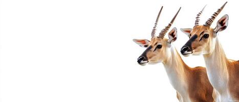 Two graceful antelopes standing side by side photo